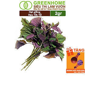 Mua Hạt Giống Rau Tía Tô Greenhome  Gói 2gr  Dễ Trồng Quanh Năm  Nảy Mầm Cao  Thu Hoạch Nhanh  Năng Suất Cao G05