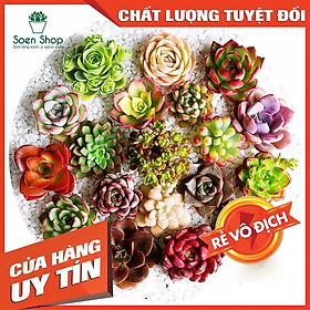 Combo 10 Sen Đá Mini Mix – Mẫu Bất Kì – Đường Kính Cây 2 – 3 Cm