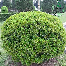 Mua CÂY NGÂU HOA VÀNG TẠO HÌNH THÁP  CÂY CAO 70CM-1M + Tặng 01 cây dâu da đất( bòn bon)