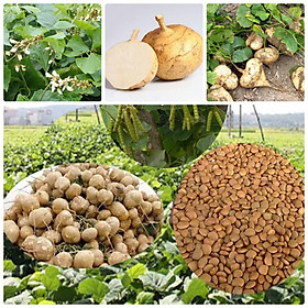 Hạt giống củ đậu cao sản (Củ Sắn) F1 (30 hạt/gói )