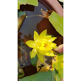 Mua Hoa Súng Thái Hoa vàng Pinwaree - củ giống có mầm non chuẩn hoa