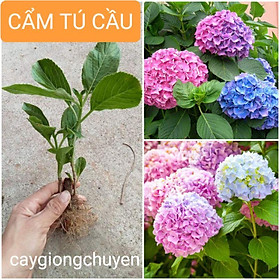 Mua (không giao miền nam) GIỐNG HOA CẨM TÚ CẦU ĐỔI MÀU