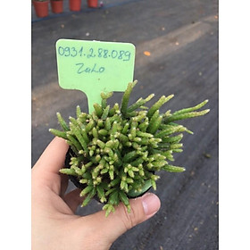 Cây sen đá sâu lông_hàng sẵn tại vườn boybongarden