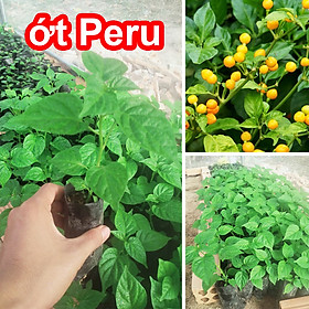 Mua Cây ớt Peru  ớt cay nhất thế giới
