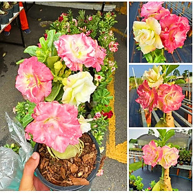 Mua Hạt giống hoa sứ Thái Lan cánh tiên nhiều tầng ghép 3 màu đỏ cam vàng - Bịch 10 hạt – Mã số 2090