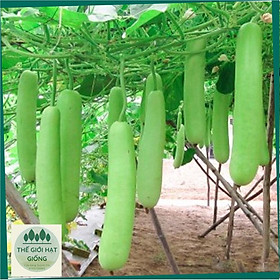 Mua Hạt giống bầu trắng ngon ngọt