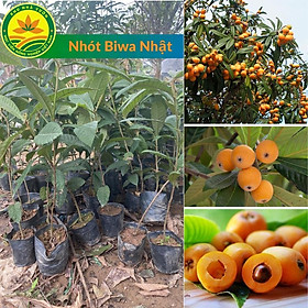 Cây giống biwa - Nhót nhật bản: Quả ngon, mùi thơm và giá trị kinh tế cao, có thời điểm quả lên đến vài triệu 1kg