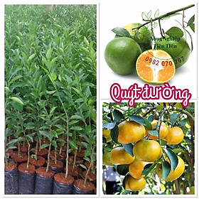 Cây Giống Quýt Đường Thái 70cm Nhanh Cho Trái,ít sâu bệnh, phát triển tốt