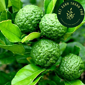 Mua Hạt giống chanh Thái  10 hạt  chanh chúc  chanh bưởi Thái  Kaffir lime
