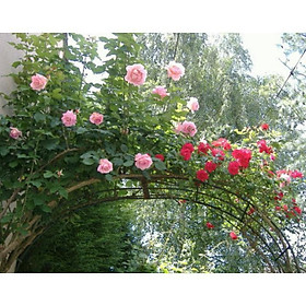 Mua Gói 20 hạt giống hoa hồng leo pháp nhiều màu bông to