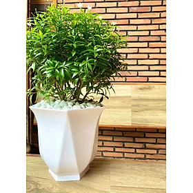 Hình ảnh Chậu Nhựa Trồng Cây Cảnh, Hoa Trong Nhà Linh Lan Kt 23 x20cm Màu Trắng