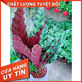 Chậu đuôi công Nhiều Người Mua