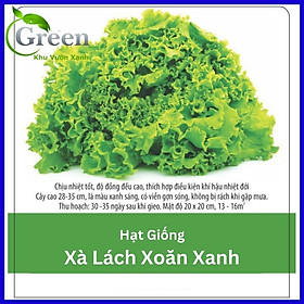 Mua Hạt Giống Xà Lách Xoăn Xanh