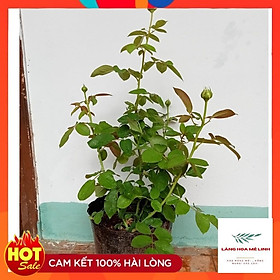 Mua Giống Hoa Hồng Bụi Catalina - CÂY 25 NGÀY TUỔI MÀU VÀNG CHANH - RỂ KHỎE  PHÁT TRIỂN TỐT