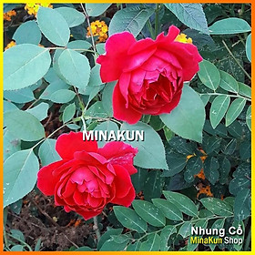 Hoa hồng Nhung Cổ siêu thơm - Minakun Shop