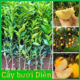 Cây bưởi Diễn rất sai quả vị ngọt thanh