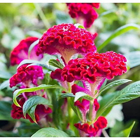 Mua Hạt Giống hoa Mào Gà Búa Hồng Nhung Rd 912 - NON GMO- Hạt giống Rạng Đông  Chất lượng vượt trội !