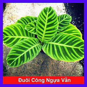 Cây Đuôi Công Ngựa Vằn ( Calathea Zebrina ) - cây cảnh để bàn