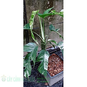 Mua Trầu bà leo pinnaum