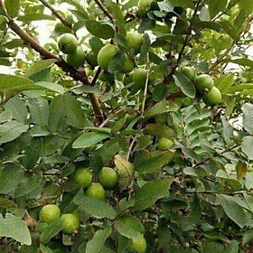 Mua 4 KG QUẢ ỔI SẺ RỪNG.   ỔI SẺ RỪNG TỨ QUÝ ruột trắng     vị giòn ngon vs ngọt  