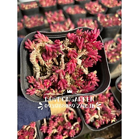 Cây sen đá nếp cẩm cẩm tím size chậu 6cm _ hàng sẵn tại vườn