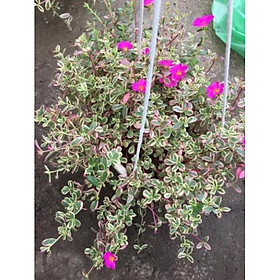 Cây mười giờ Cẩm thạch siêu hoa