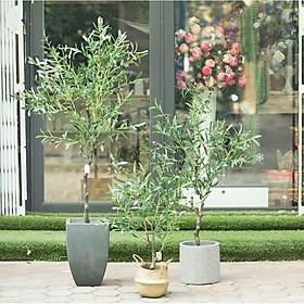Cây Oliu giả trang trí cao cấp Lan Decor -