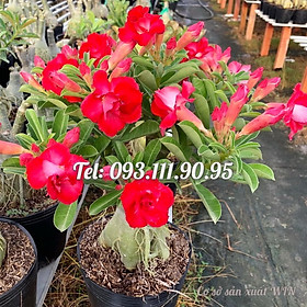 Cây hoa sứ kép Thái Lan màu đỏ - Cây chưa có hoa – Mã số 1788