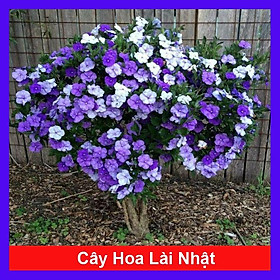 Hình ảnh Cây Hoa Lài Nhật - Hoa Nhài Nhật (hoa chuyển màu) + tặng phân bón cho cây