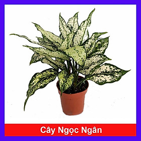 CÂY NGỌC NGÂN - Cây cảnh phong thủy trang trí nhà cửa văn phòng + Tặng phân bón cho cây mau lớn