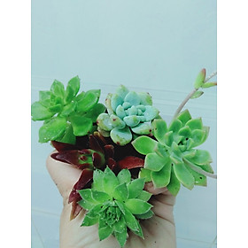 Sen đá mini, combo 5 cây chọn ngẫu nhiên