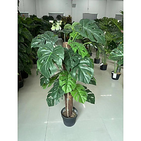 Cây trầu bà leo cột, trầu bà xanh, trầu bà lá xẻ giả, cây giả trang trí loại lớn cao 95cm/ 120cm