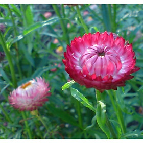 Mua 100hạt giống hoa cúc bất tử nhiều màu