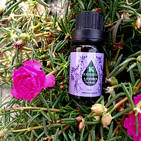Tinh dầu Oải hương KRISHNA cao cấp nguyên chất nhập khẩu 10ml - Lavender Essential Oil - Tinh dầu xông phòng giúp thư giãn, giảm căng thẳng, khử mùi, nâng cao chất lượng giấc ngủ