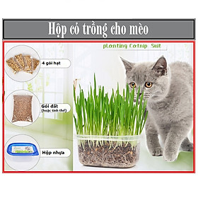 Mua Combo hạt giống trồng cỏ mèo