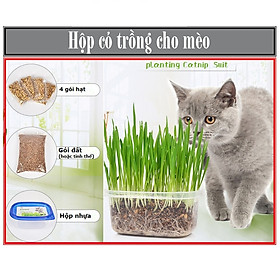 Hộp cỏ mèo - Combo hạt giống cỏ cho mèo gặm