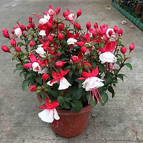 Mua (GIÁ SỈ) CÂY HOA LỒNG ĐÈN - ql94al