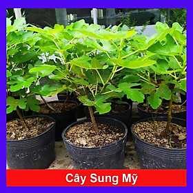 Cây Sung Mỹ - cây phong thuỷ chống thao tác làm việc + Tặng phân bón mang lại cây