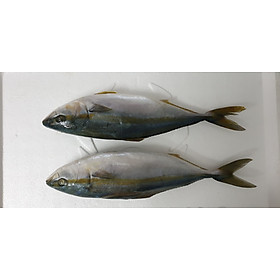 cá cam 5kg