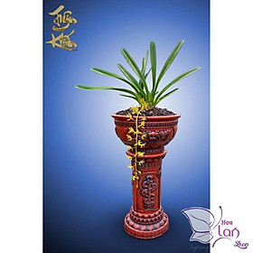 Lan Kiếm Tiên Vũ - Lô Hội - Bicolor Bóc Rừng - 1 THÂN MẸ ĐẸP LÀM GIỐNG