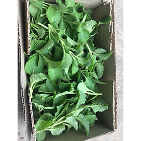 500gr lá húng chanh tươi sạch - cây nhà trồng