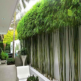 Mua 1 BỤI CÂY GIỐNG TRÚC QUÂN TỬ CAO 2M CAM KẾT GIỐNG CHUẨN LOẠI 1