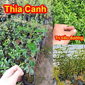 Mua Cây Thìa Canh Lá Nhỏ