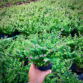 Mua Cây hoa cẩm tú mai (Ảnh thật)