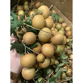 Mua Cây giống nhãn xuồng cơm vàng + Tặng (0 3kg) phân hữu cơ cao cấp