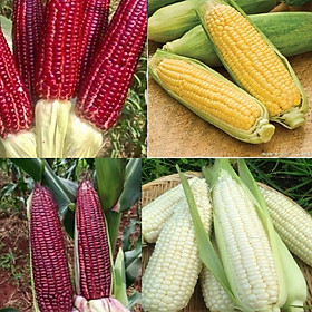 Combo 4 gói hạt giống ngô các loại dễ trồng -1 gói 30 hạt- kèm gói phân bón lót