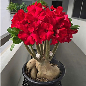 Hạt giống hoa sứ kép Thái Lan - Bịch 10 hạt – Mã số 2046
