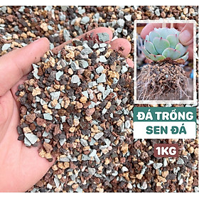 Mua Đá cầu vồng 3-6mm - Kích rễ  giữ màu sen đá