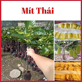 Cây mít thái siêu sớm múi to ngọt thơm 1 năm ra quả