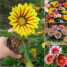 Mua Hạt giống hoa Cúc Huân Chương nhiều màu-1 gói 50 hạt